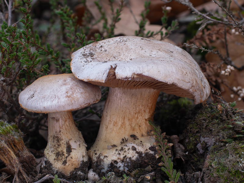 Cortinarius scaurotraganoides